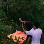 Warga Digegerkan Penemuan Mayat Laki-laki Tergantung Di Atas Pohon Desa Sempalai