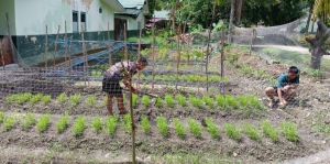 Prajurit Kompi Senapan B Yonif 645/GTY Memanfaatkan Lahan Kosong Untuk Menanam Sayur Sayuran