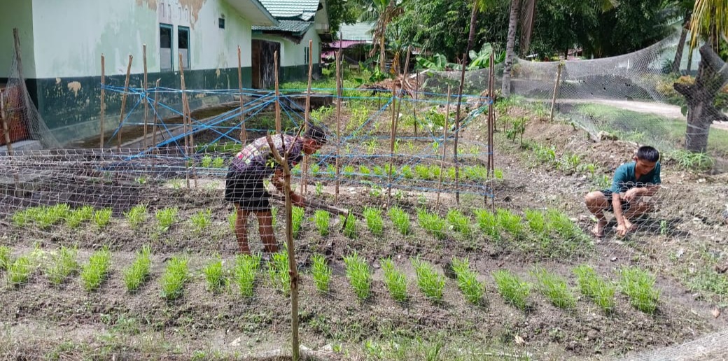 Prajurit Kompi Senapan B Yonif 645/GTY Memanfaatkan Lahan Kosong Untuk Menanam Sayur Sayuran