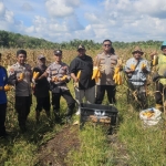 Dukung Program Ketahanan Pangan, Polsek Jawai Sukses Panen Jagung Perdana