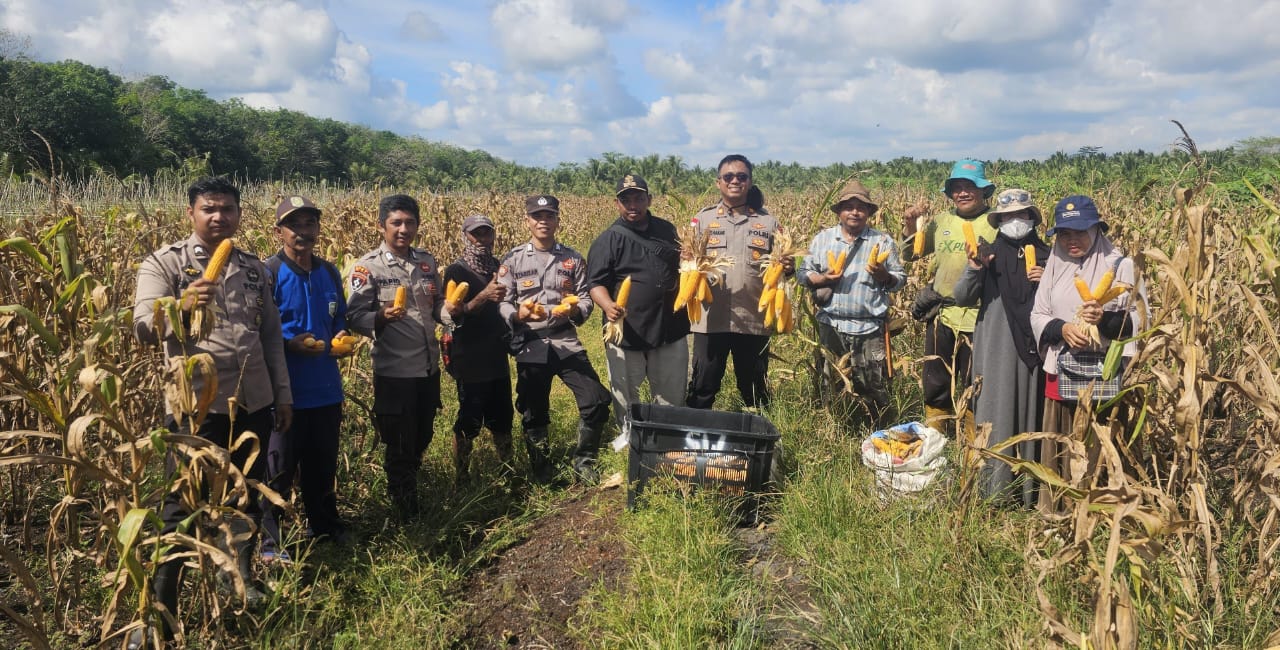 Dukung Program Ketahanan Pangan, Polsek Jawai Sukses Panen Jagung Perdana