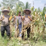 Luar Biasa, Polsek Tekarang Sukses Panen Jagung Perdana