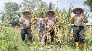 Luar Biasa, Polsek Tekarang Sukses Panen Jagung Perdana