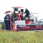 Bupati Sambas Hadiri Panen Raya dan Tanam Padi di Desa Singaraya