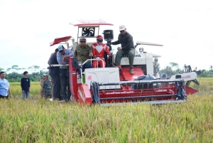 Bupati Sambas Hadiri Panen Raya dan Tanam Padi di Desa Singaraya