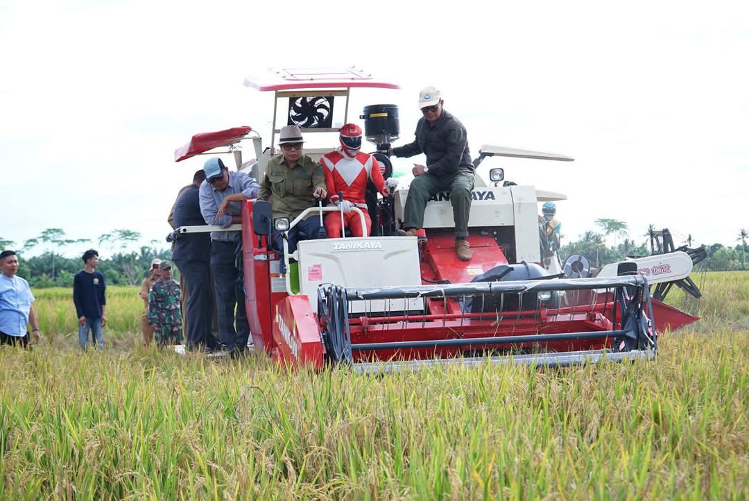 Bupati Sambas Hadiri Panen Raya dan Tanam Padi di Desa Singaraya