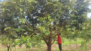 Petani Durian Sambas Berharap Panen Raya Berhasil, Kualitas Tak Tertandingi