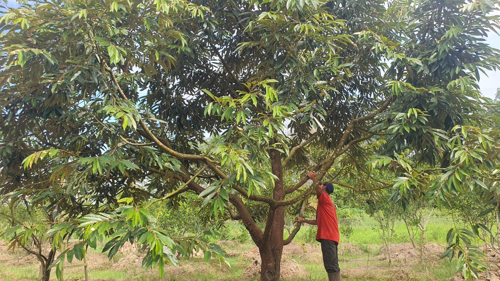 Petani Durian Sambas Berharap Panen Raya Berhasil, Kualitas Tak Tertandingi