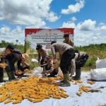 Polsek Tebas Gelar Panen Raya Jagung Serentak Kuartal II