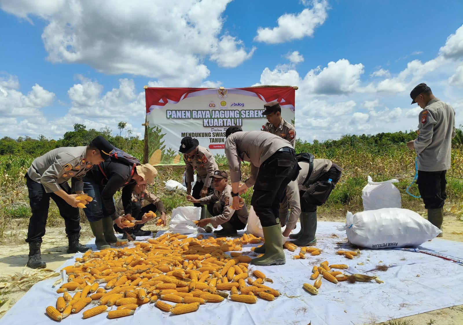 Polsek Tebas Gelar Panen Raya Jagung Serentak Kuartal II
