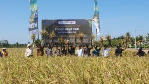 Poktan Dare Nandung Semparuk Gelar Panen Raya Padi IPB-9G: Potensi Meningkatkan Produktivitas dan Ekspor
