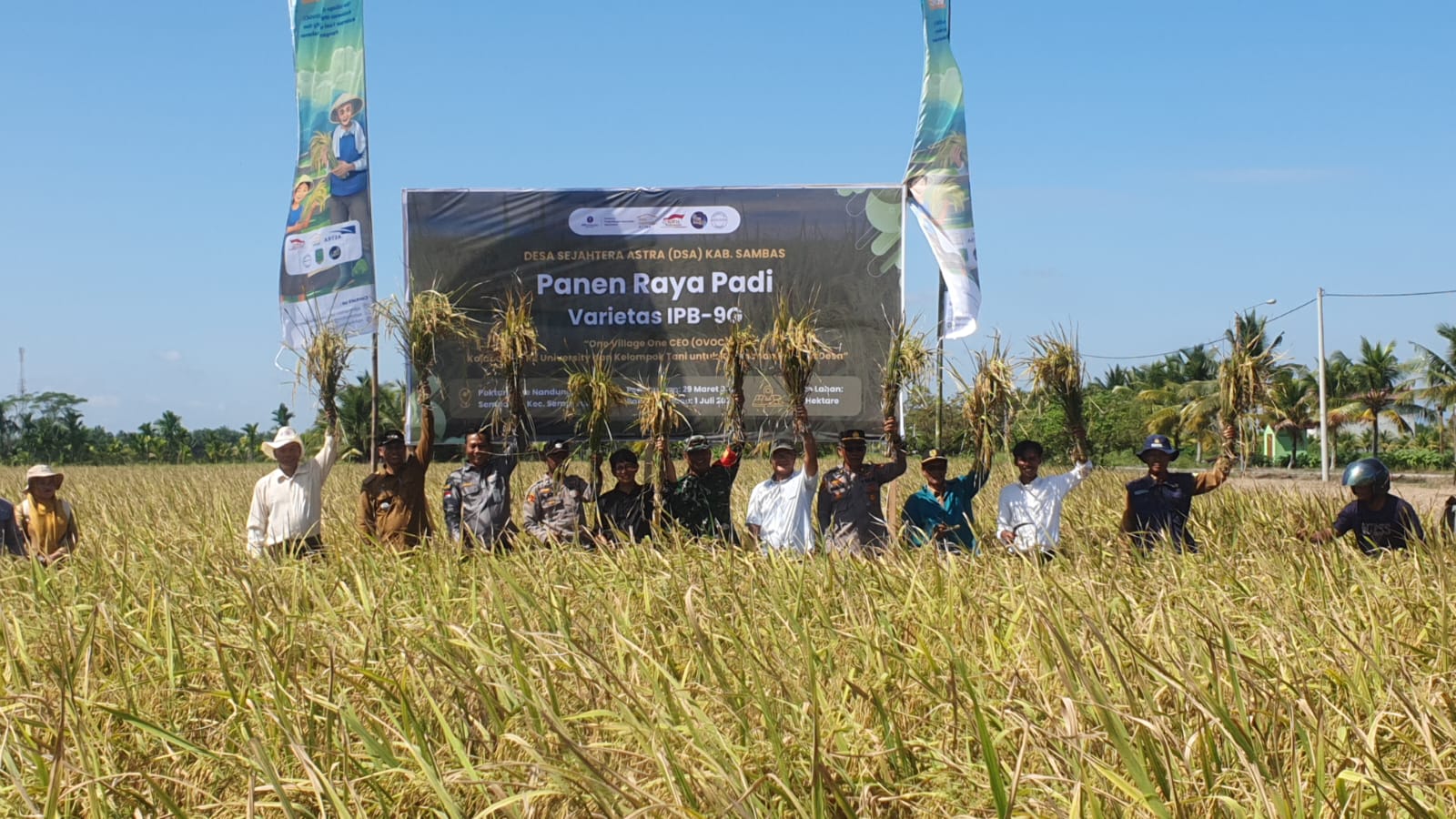 Poktan Dare Nandung Semparuk Gelar Panen Raya Padi IPB-9G: Potensi Meningkatkan Produktivitas dan Ekspor