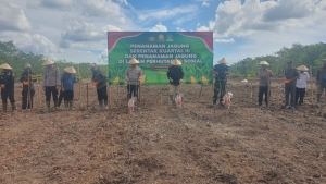 Dukung Swasembada Pangan, Polres Sambas Gelar Penanaman Jagung Serentak Kuartal III