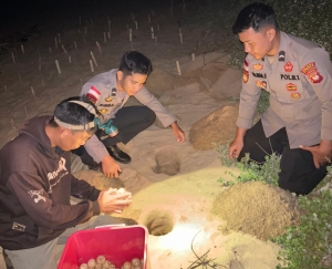 Polres Sambas Serahkan Telur Penyu Sitaan ke WWF, Dukung Perlindungan Satwa