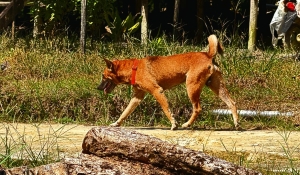 494 Gigitan Anjing di Sintang, Upaya Vaksinasi Rabies Ditingkatkan