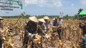 Panen Jagung Serentak Kuartal III, Kolaborasi Polri, Pemerintah, dan Petani Wujudkan Swasembada Pangan Kabupaten Sambas