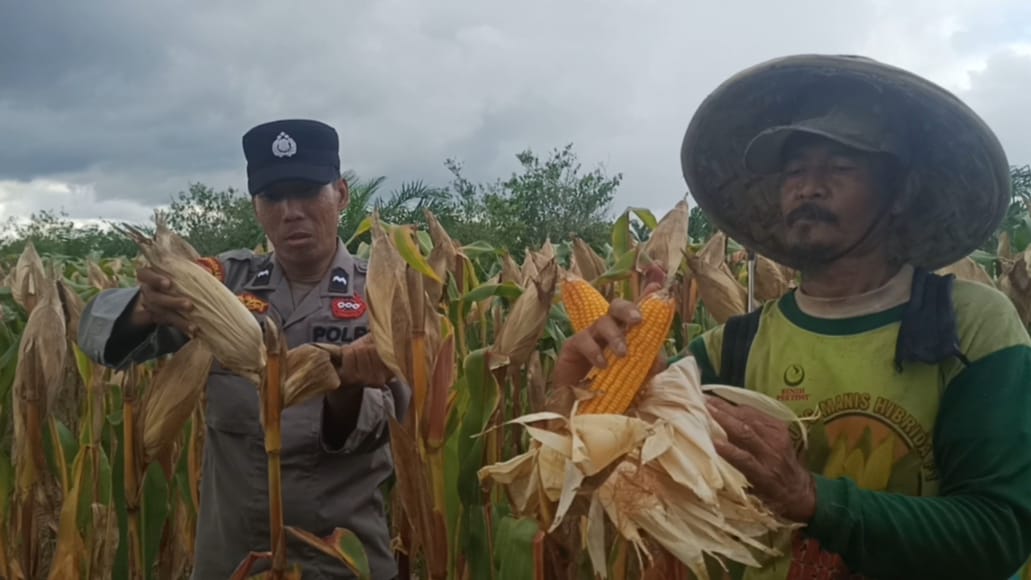 Sinergi Polsek Semparuk dan Petani dalam Mendukung Ketahanan Pangan Nasional