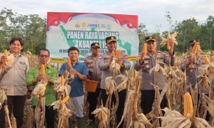 Polres Sambas dan Masyarakat Panen Jagung Kuartal IV di Desa Sungai Baru