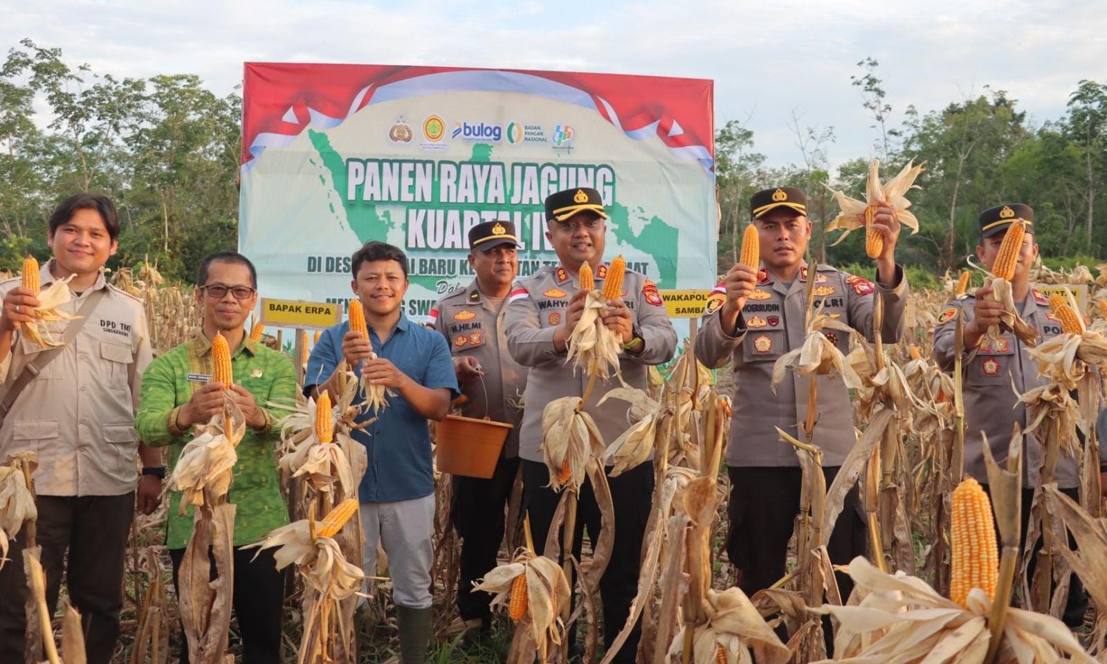 Polres Sambas dan Masyarakat Panen Jagung Kuartal IV di Desa Sungai Baru