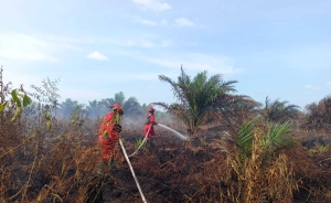 Manggala Agni Padamkan Karhutla di Selakau Tua, Api Hanguskan Puluhan Hektare Lahan Gambut
