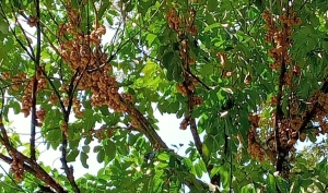 Buah Langsat Banjir Tapi Harga Anjlok Hingga Tak Bernilai