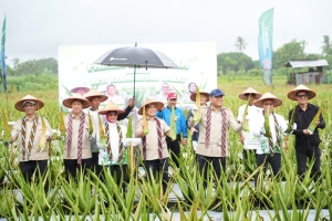 Wamentan Kunjungi Kalbar, Dorong Optimalisasi Budidaya Lidah Buaya Sebagai Penggerak Ekonomi Lokal