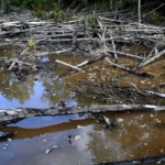 Kisruh Perambahan Mangrove Sebubus Belum Berujung, Warga Pertanyakan Tindak Lanjut