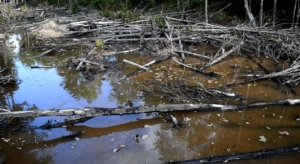 Kisruh Perambahan Mangrove Sebubus Belum Berujung, Warga Pertanyakan Tindak Lanjut