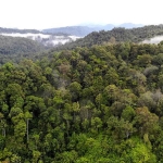 Hutan Lindung Harus Dijaga Dari Ancaman Kebakaran