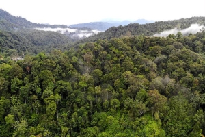 Hutan Lindung Harus Dijaga Dari Ancaman Kebakaran