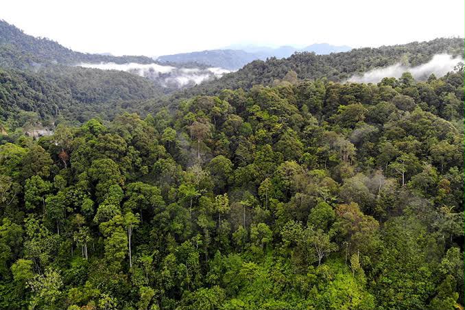Hutan Lindung Harus Dijaga Dari Ancaman Kebakaran
