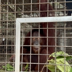 Tinjau Pusat Rehabilitasi YIARI di Ketapang, Ria Norsan Dorong Kolaborasi Jaga Orangutan Kalbar