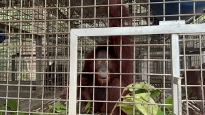 Tinjau Pusat Rehabilitasi YIARI di Ketapang, Ria Norsan Dorong Kolaborasi Jaga Orangutan Kalbar